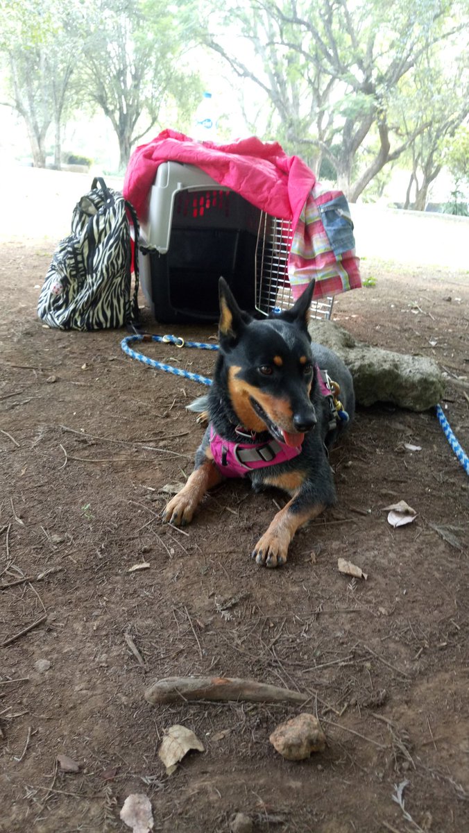 Gaby_BlueHeeler's tweet image. En el entrenamiento sabatino #familydogxalapa 😊