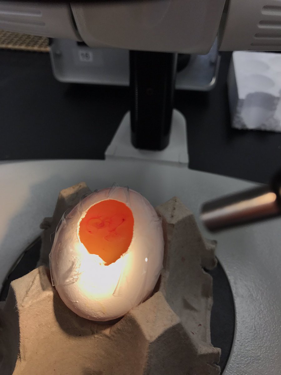 DFB2017's tweet photo. In yesterday's lab, Emily taught us about organ development with chick and mouse dissections! #dfb2017 https://t.co/HBk0GUVm1U