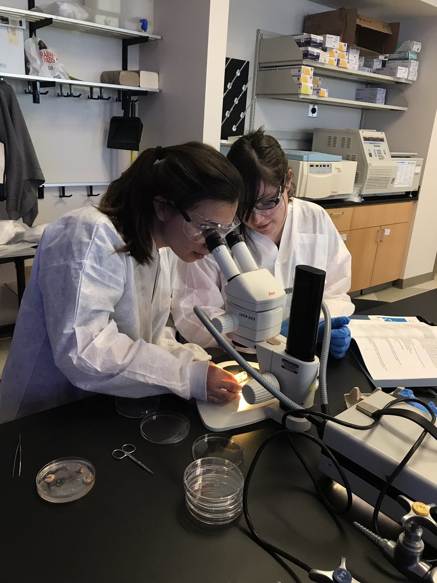 DFB2017's tweet photo. In yesterday's lab, Emily taught us about organ development with chick and mouse dissections! #dfb2017 https://t.co/HBk0GUVm1U