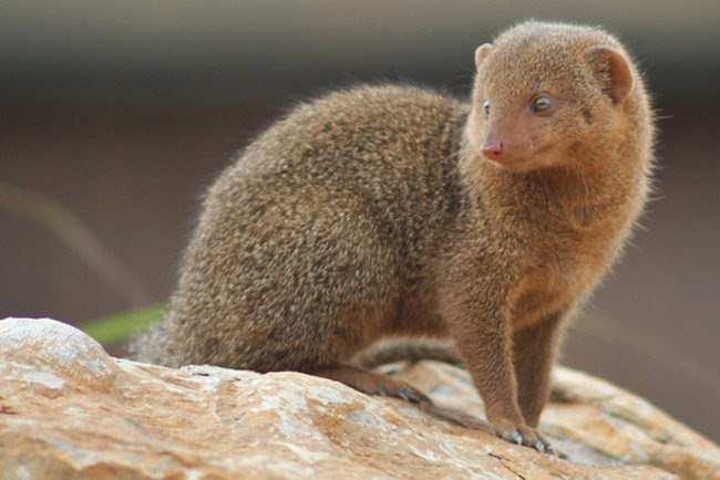 #54 Mongoose

They are one of the four known mammalian species with mutations in the acetylcholine receptor that protect against snake venom