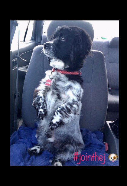 AprilEEden's tweet photo. #StandupforScruffy #jointhej Scruffy Has Joined The J
Help Him Be The Next J Dog #TODAY @Jo_Brant! #BurlON  😎🐶 ➡️ https://t.co/1bFsLQHn4v https://t.co/YUfMX7IxFj