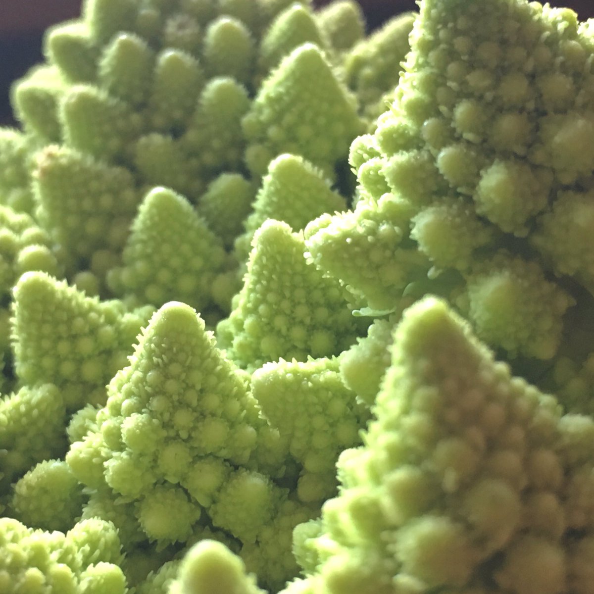 PaleoComfort's tweet photo. Prettiest vegetable I ever did see! https://t.co/DwtYYgWHCr
