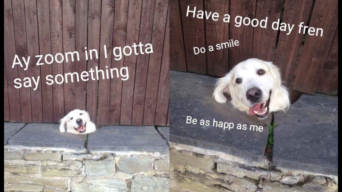 sjayklyman's tweet photo. V. Important. Spent about 25 minutes LOLing at this last eve. #doggo https://t.co/6YGvZfMfl2