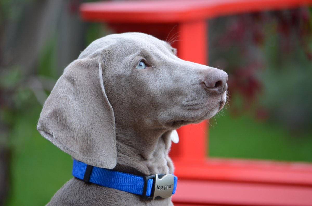 DogsCA's tweet image. Dogs.ca
"MUSKOKA" the #Weim #Puppy #dog #dogs #handsome #weimaraner #adorable