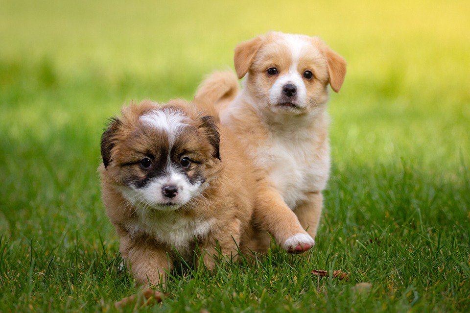 Perritos_Tw's tweet photo. Dos amiguitos paseando https://t.co/7KjdD2eycU