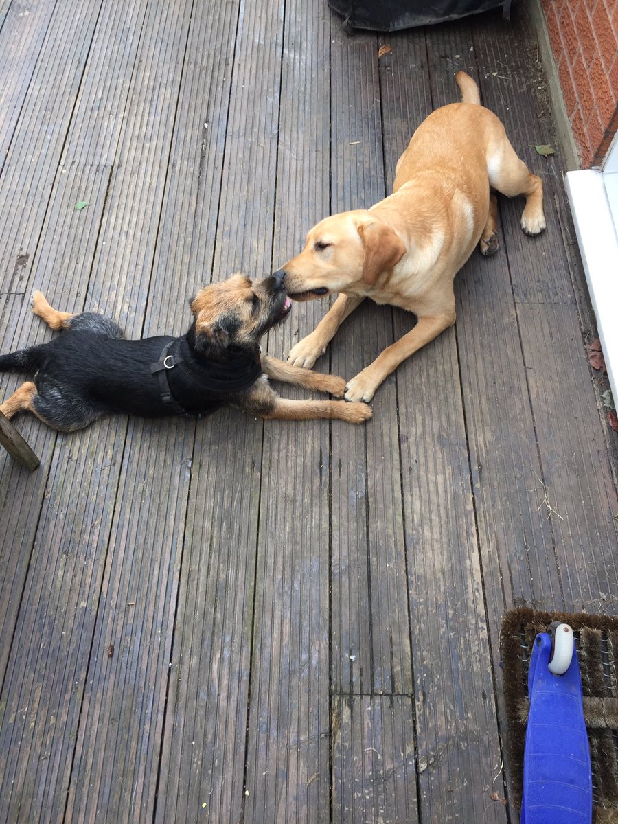 Just chilling with Buddy, after wrestling for an hour 🐾