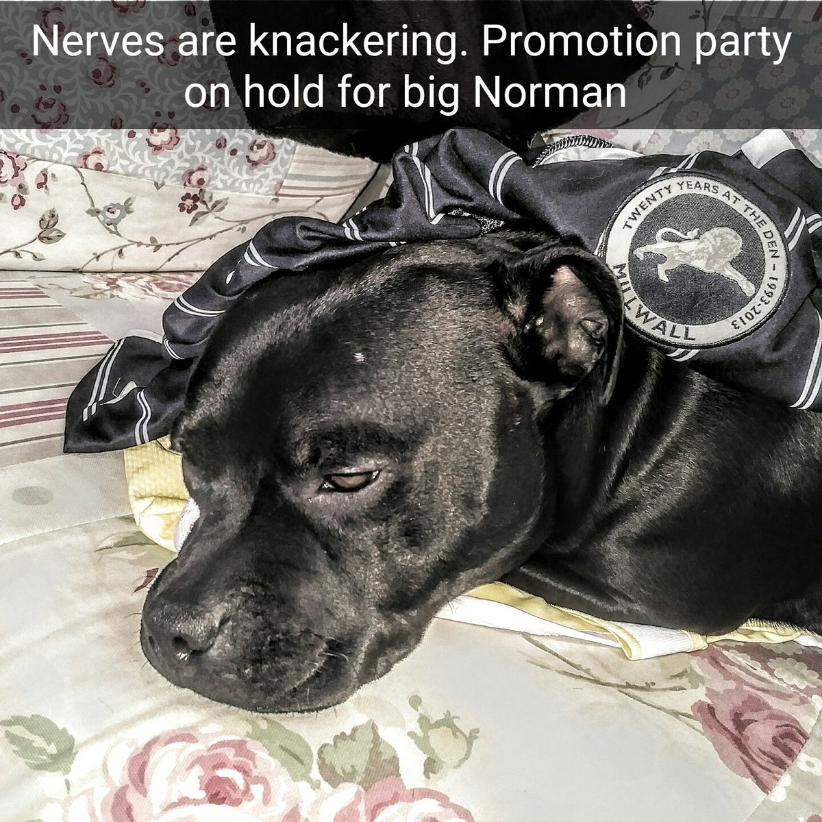 donnymcook's tweet photo. Number one mascot. #Millwall #Norman #staffordshireBullTerrier @MillwallFC https://t.co/tKq1K4x2Se