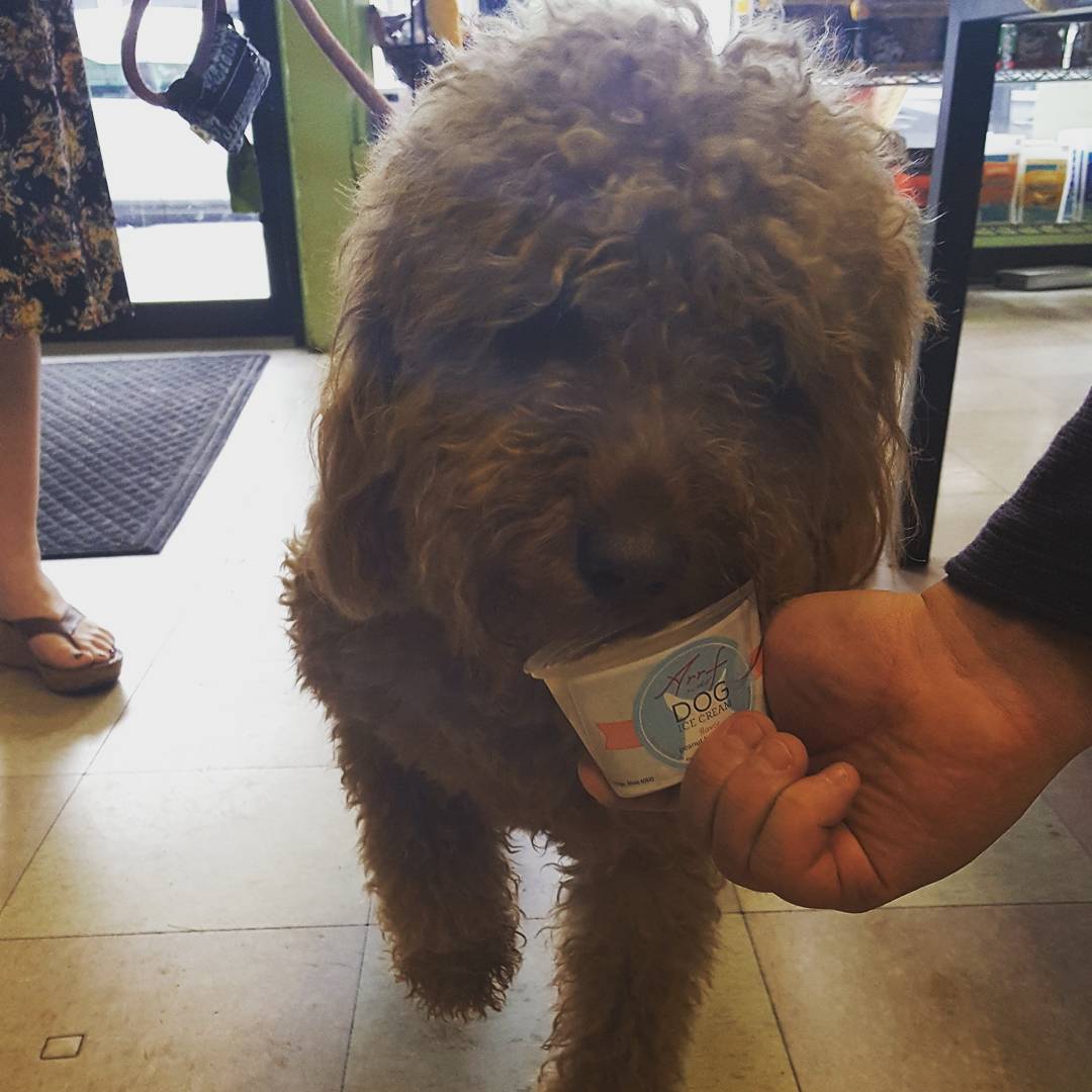 BarkBarkClub's tweet photo. Wednesday, Teddy, Chucka, and Hyacinth lovin ice cream #livelikeroo #arrfscarf #barkbarkclub https://t.co/lypDZsJawQ