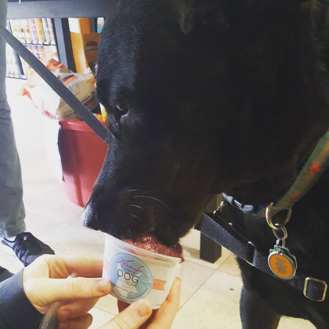 BarkBarkClub's tweet photo. Wednesday, Teddy, Chucka, and Hyacinth lovin ice cream #livelikeroo #arrfscarf #barkbarkclub https://t.co/lypDZsJawQ