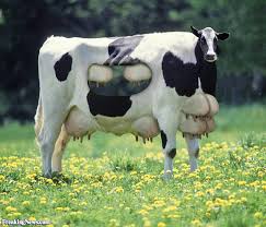 لافاشكيري tweet media