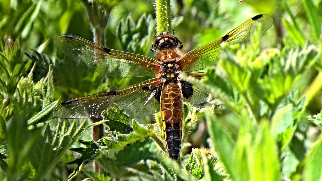 Jane__Ferguson's tweet photo. Four-spotted Chaser at Potter Heigham today. https://t.co/AYpkexX0JK