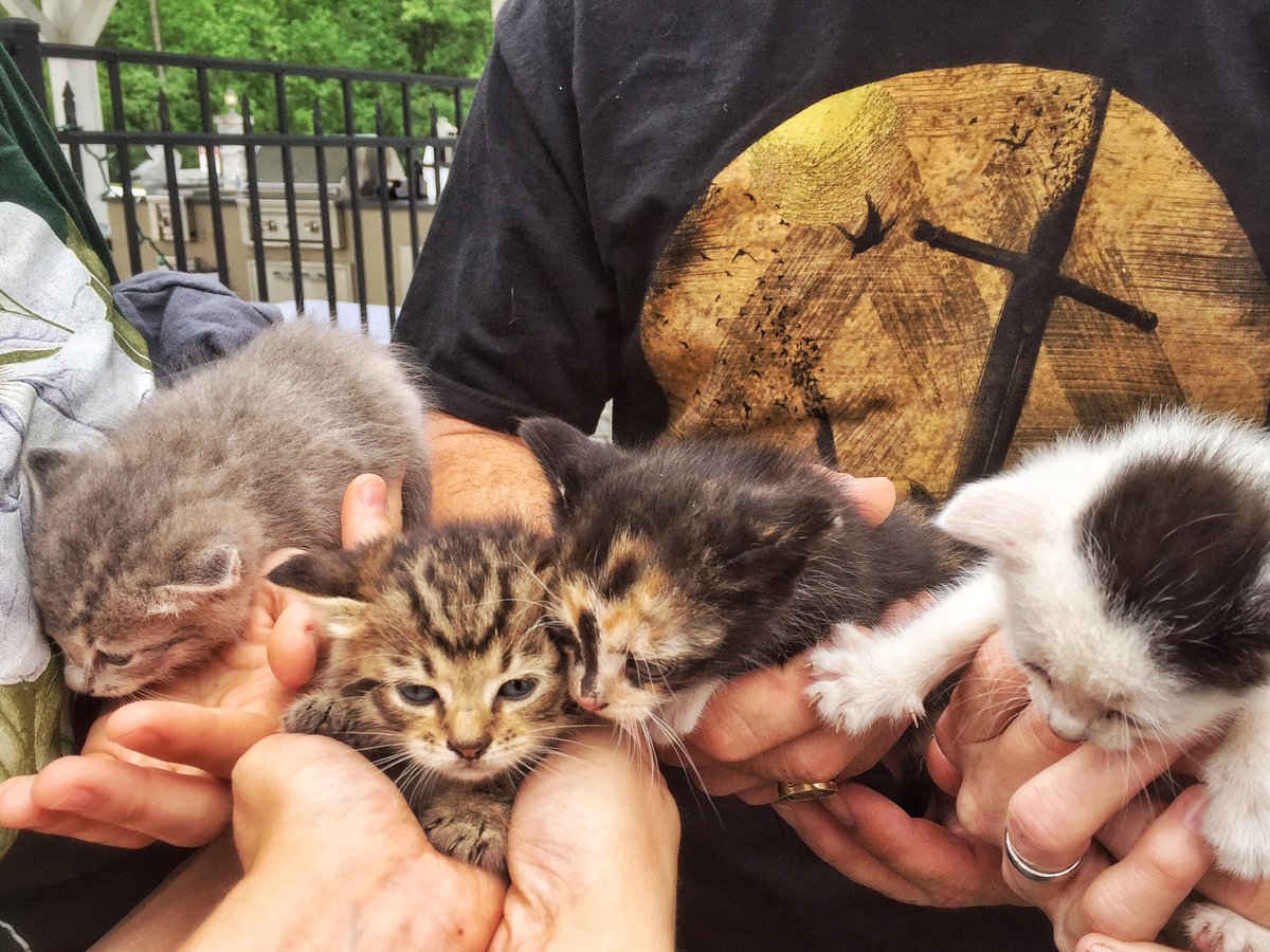 WaldenHallVA's tweet photo. We found kittens in the bushes today. It's been a good day. https://t.co/hiF0SA8beZ