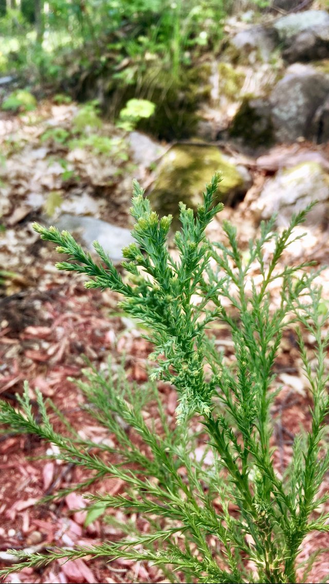 ChelseaSequoia's tweet photo. New growth tips are on point! https://t.co/HQr1BTcgwS