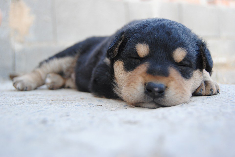 Perritos_Tw's tweet photo. Desearia estar durmiendo como el https://t.co/nYJc56iWQr
