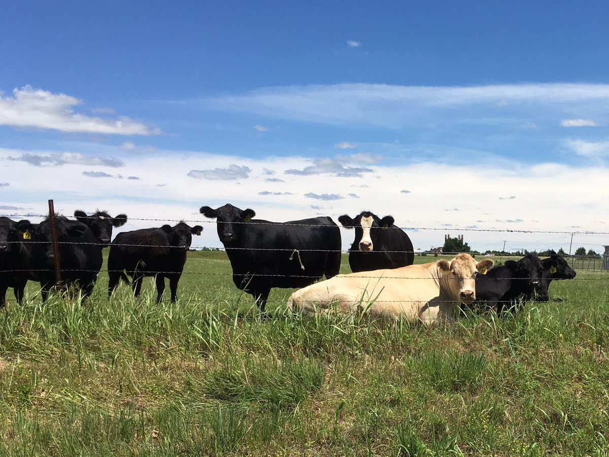 As I rode my recumbent trike past these cows today, I bet they were thinking..."You just don't see that everyday!" #YouHadToBeThere