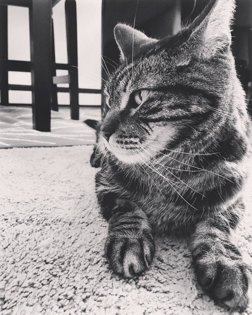 pineapplethecat's tweet photo. Editorial. https://t.co/9yCdSd1968