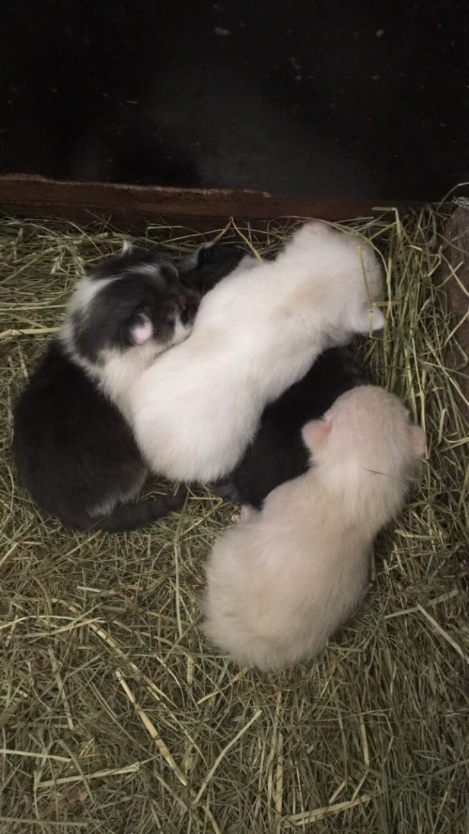 tweetaði um daginn að ég væri með kettlinga gefins, var ekki að djóka er með fjóra!!!!😻🐱