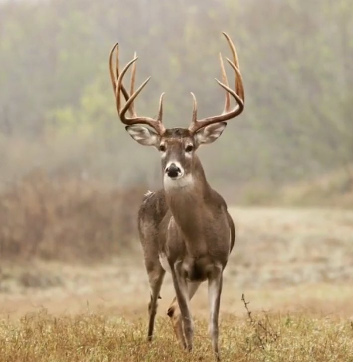 EarlDibblesJr's tweet photo. Is it deer season yet? https://t.co/lVrN1mYoFF
