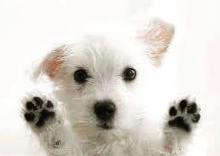 ScottCleaners's tweet image. Join us as we work with @okcpets to re-home #pawesome #pets ~ 10520 S May Ave ~ OKC ~ May 21, 2017 ~ 11:30am-3:30pm