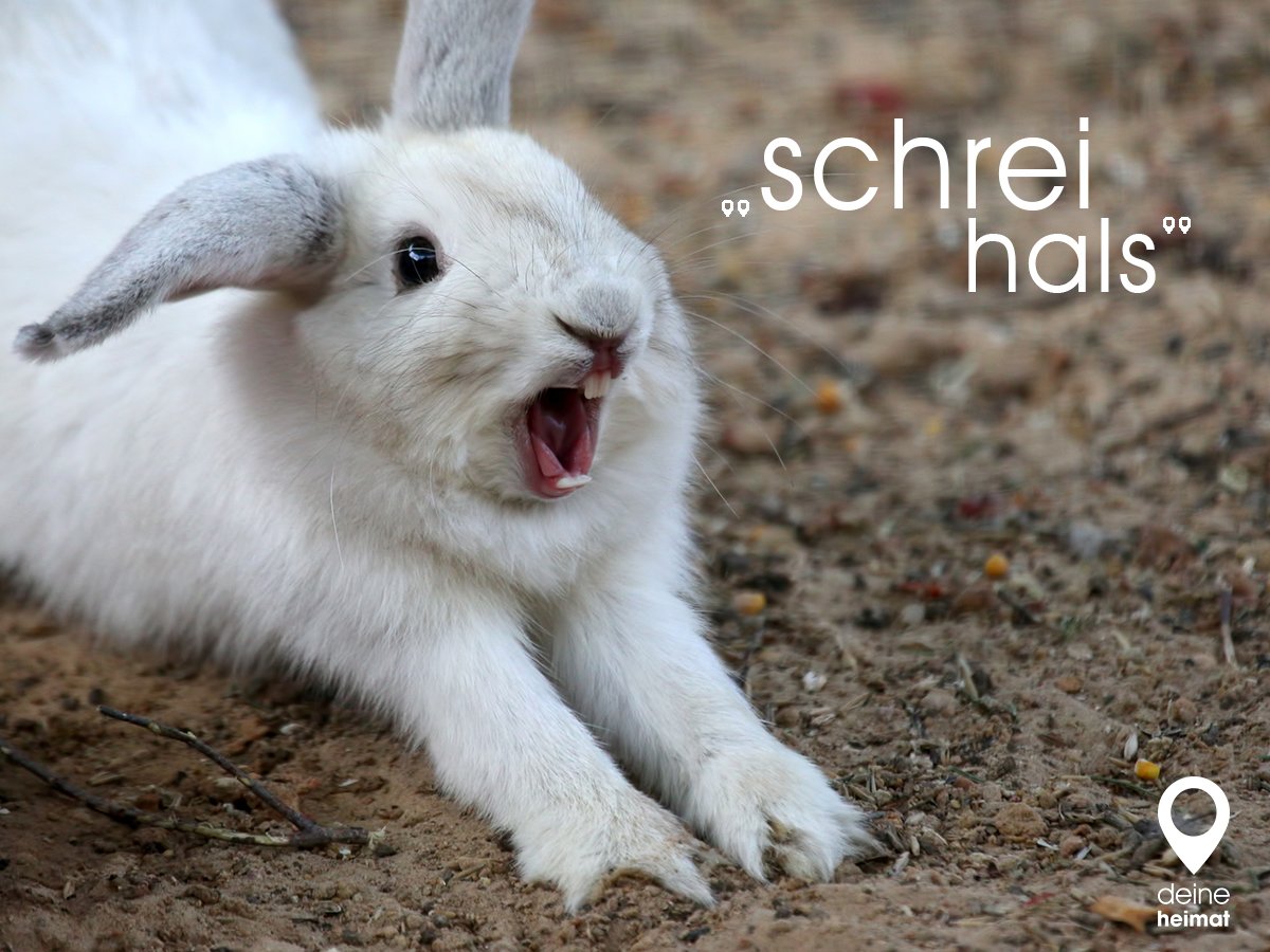 Alle mal herhören! Beim Bauern da vorne gibt’s gratis Karotten!

#deineheimat #schreihals #pfoten #süß #kaninchen #bunny