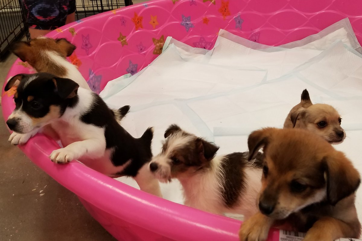 PetSmart Mandeville tweet media