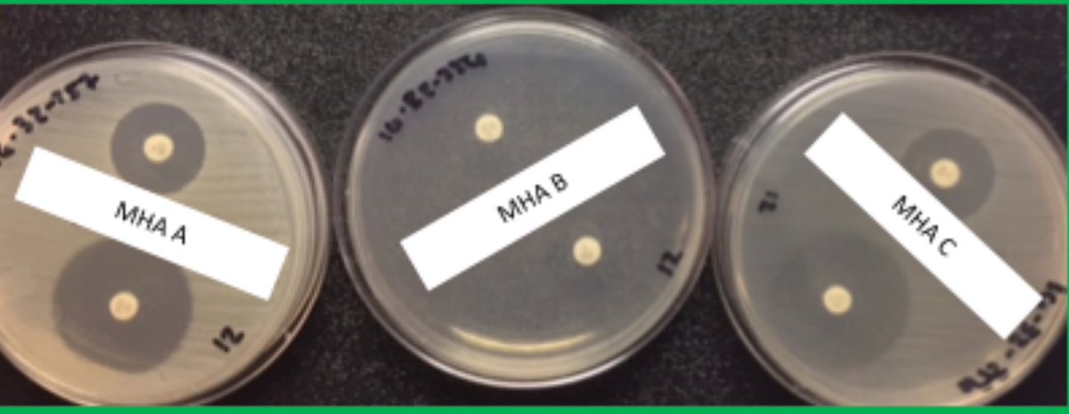 romneyintn's tweet photo. Whoa! Big diff in Staph growth on MHA by manufacturer! π¨ #uclaclinmicro #diskdiffusion #AST #micro #standardization https://t.co/4r5xxMovh7