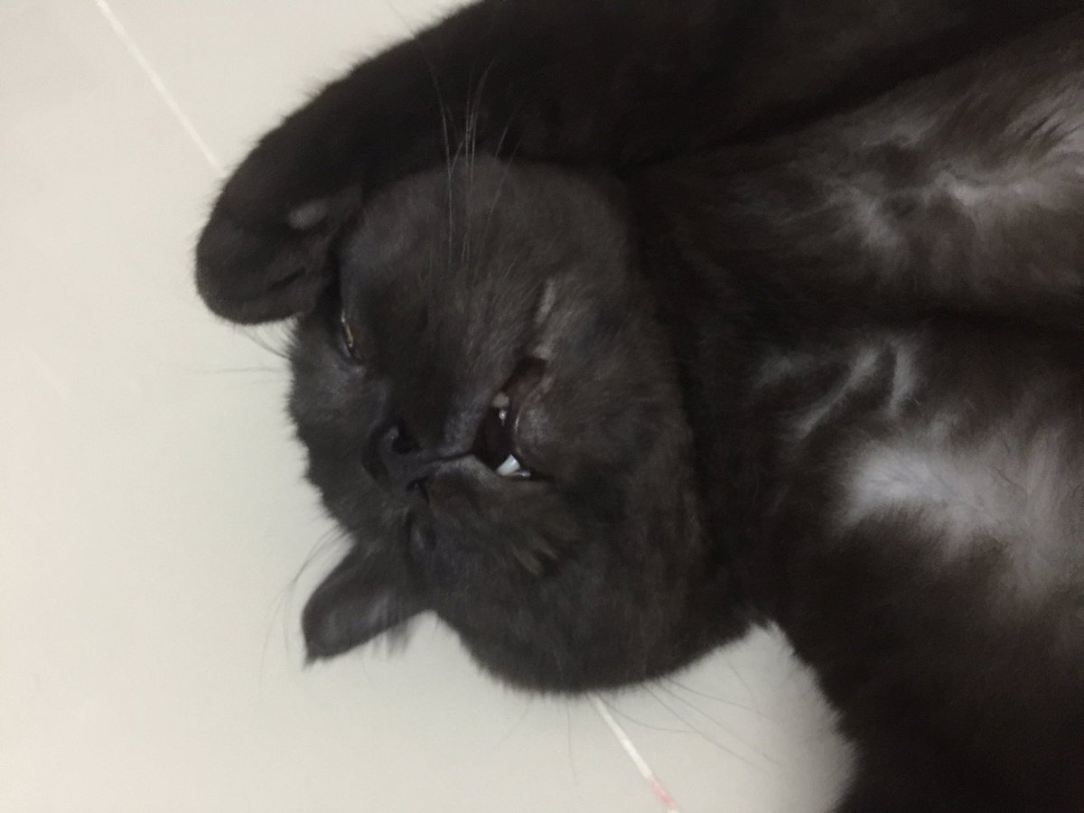 jigsaw_js's tweet photo. เมื่อเราป่วย
ก็มีแต่แมวนี่แหละ เฝ้าไม่เคยห่าง.🙄
#Numchok #Blackcat
#ทาสแมว https://t.co/dTHpDRfEfw