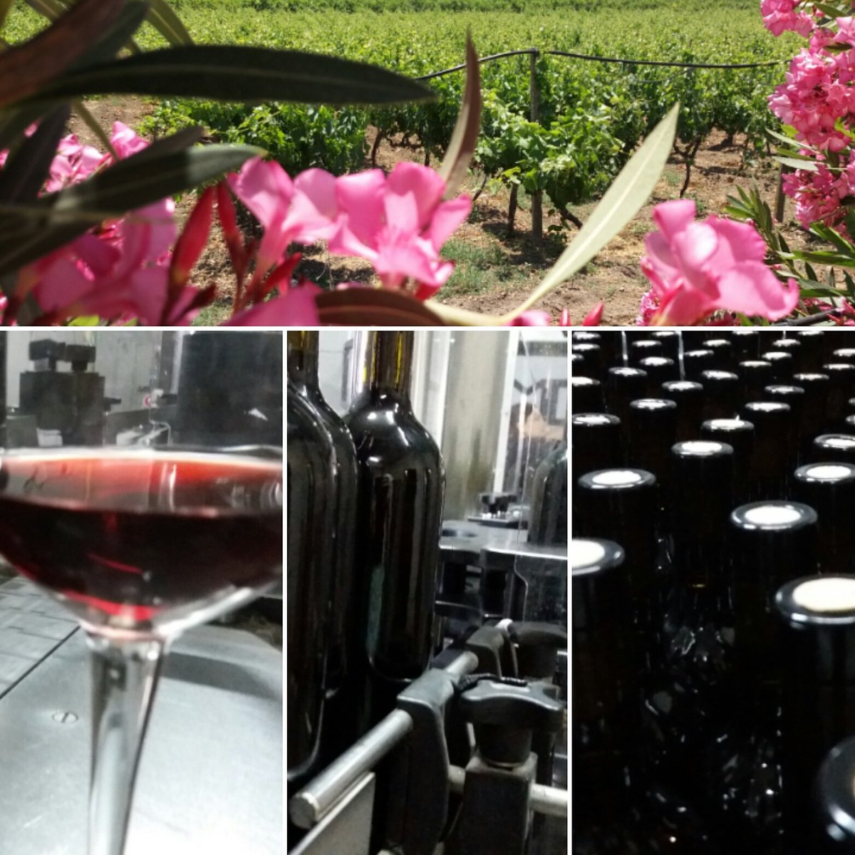 tenute_senia's tweet photo. #Vinimortilla una #storia che comincia fin dai #vigneti #oggi #Frappato igt #Ticuntu...#New #Wine #story #Staytuned https://t.co/tjaAybeiLi https://t.co/0v4gvnrtsS