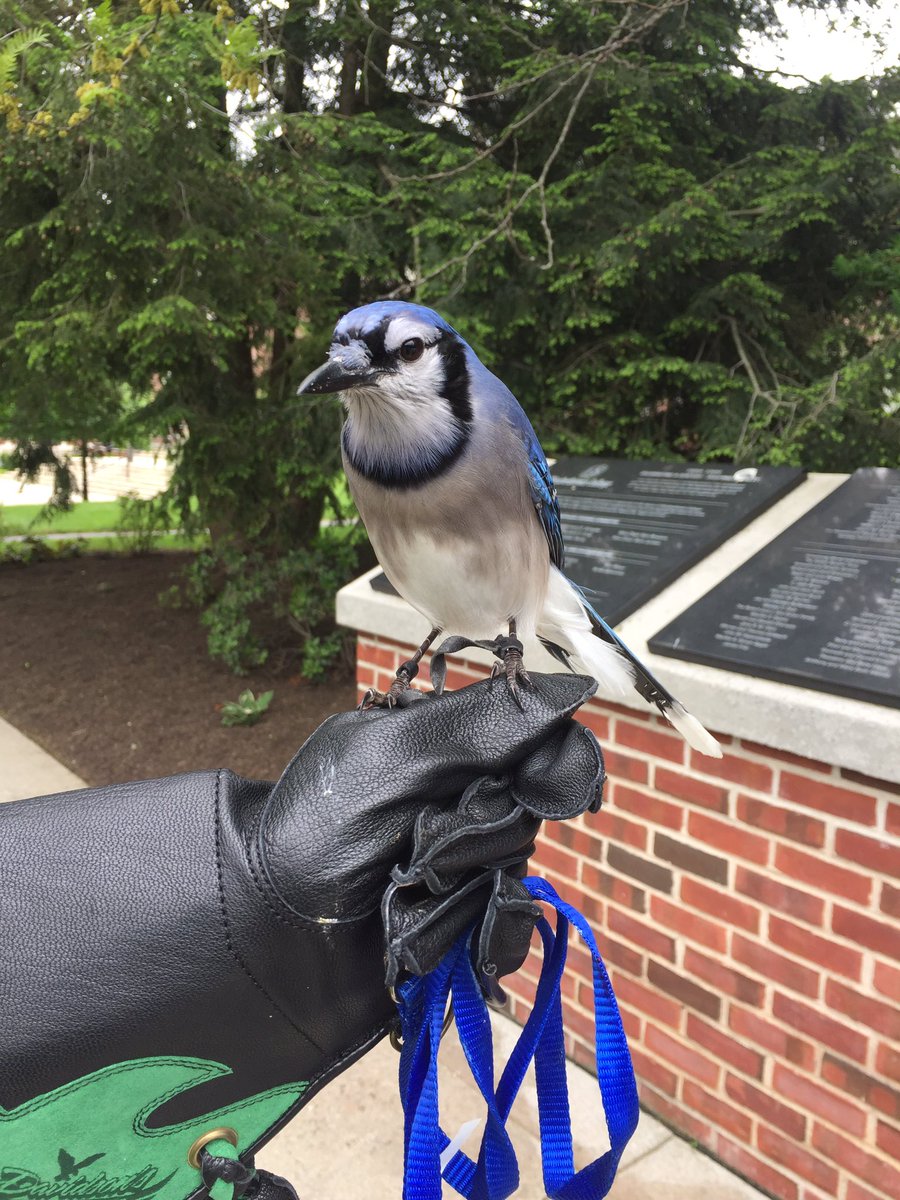 EtownCollege's tweet photo. Look who came to see his fellow Blue Jays off! Come visit Conrad after the ceremony up by Alpha Hall! #etown2017 https://t.co/uUbWlGZQ8s
