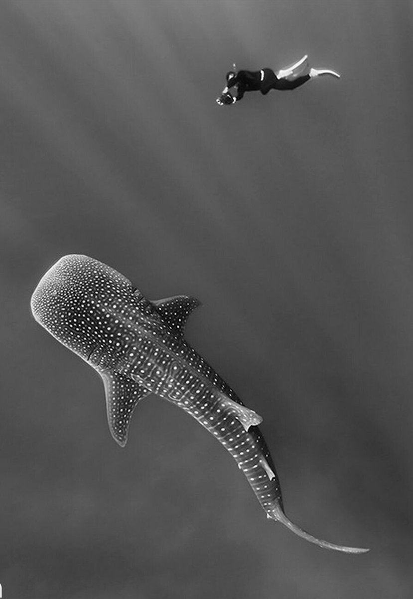 A beautiful white and blaack Whaaaaleee shaaaark 🐋+🦈 #UnderwaterPhoto #WhaleShark #SpeakWhale #SharkSaturday