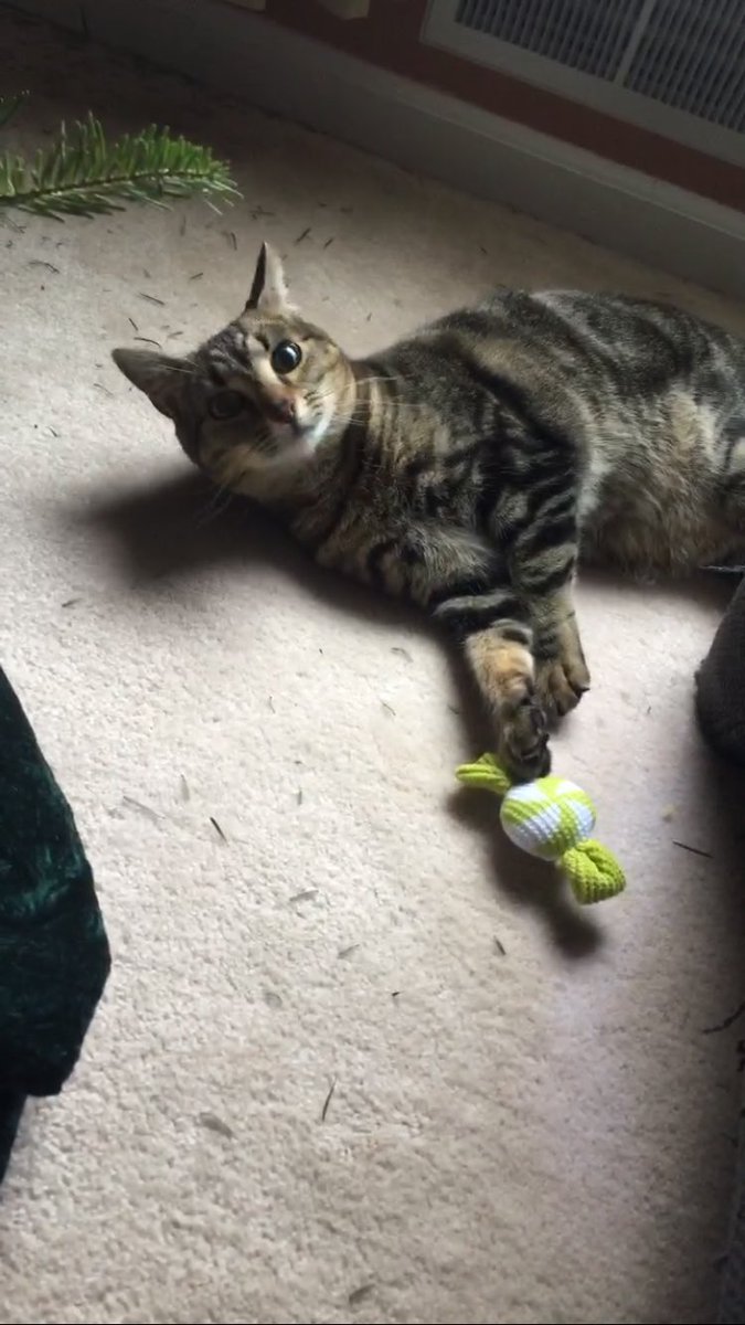 RyanT97's tweet photo. If anyone around Penfield sees this cat please contact me, I'd really like to get her home. Thanks guys https://t.co/72Ifh7iqXF