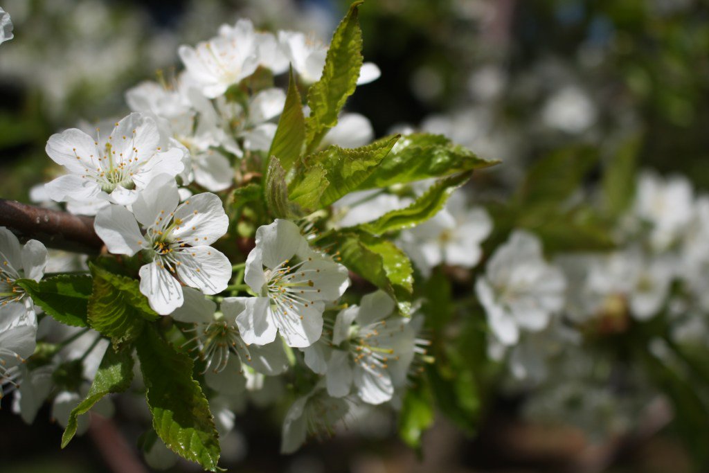 sandandsky's tweet photo. Bite of Life – Blossoms https://t.co/UCkQHnp8bw https://t.co/kwJnZVwte5