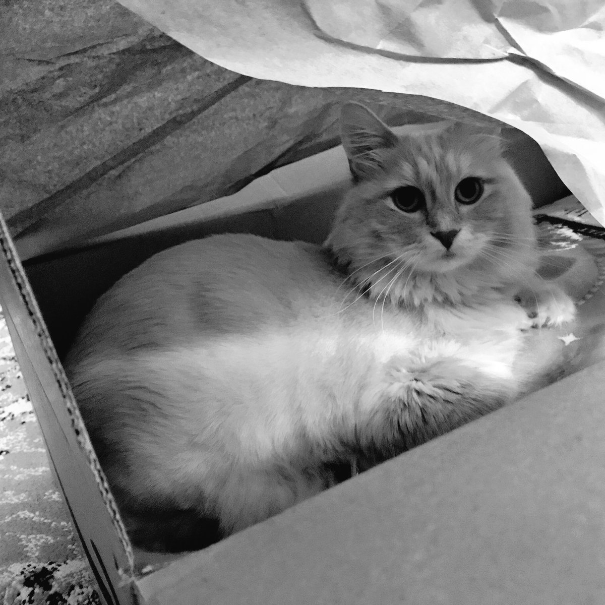 ThumbsW's tweet photo. When I say make me a fort, that shit gets done. https://t.co/RHVltKpHwU