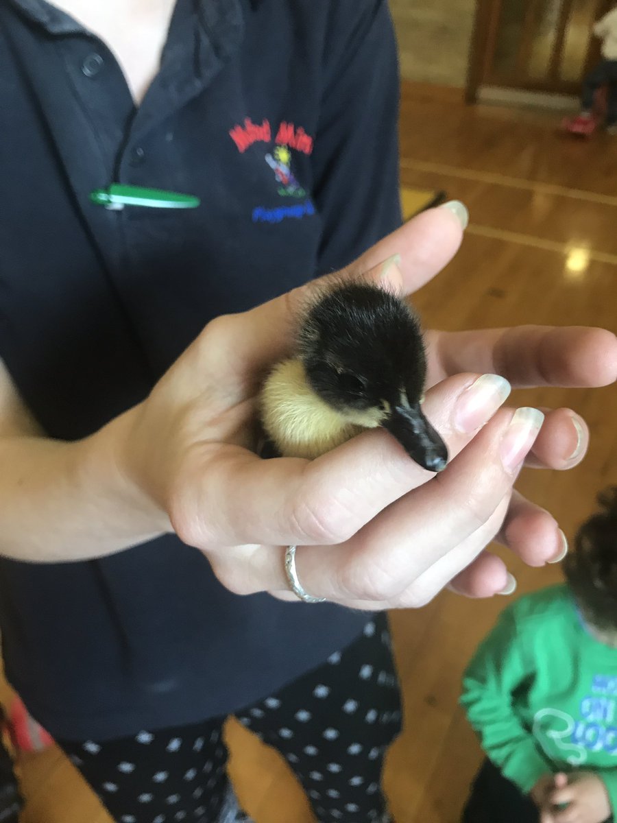 MeifodPlaygroup's tweet photo. Look who came to playgroup!! Some ducklings!! So cute https://t.co/Aj66oTynZs