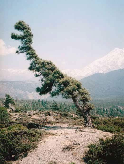 Lybirnith's tweet photo. Tree Rex 😅😄 https://t.co/J8irHM3xEC