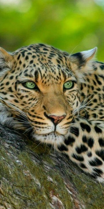 stevekrohn's tweet photo. Make it a "splendidly cool" #Caturday!  Be Safe!!

Good Day Friends!
~ Look into my beautiful green eyes......Leopard https://t.co/d7Ft9A7HVv