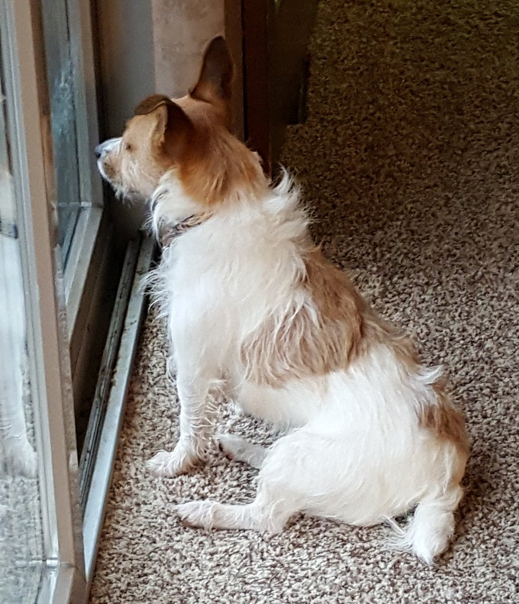 Lbryqueen's tweet photo. Guarding his kingdom from squirrels. #guarddog https://t.co/oMsFsIrDa8