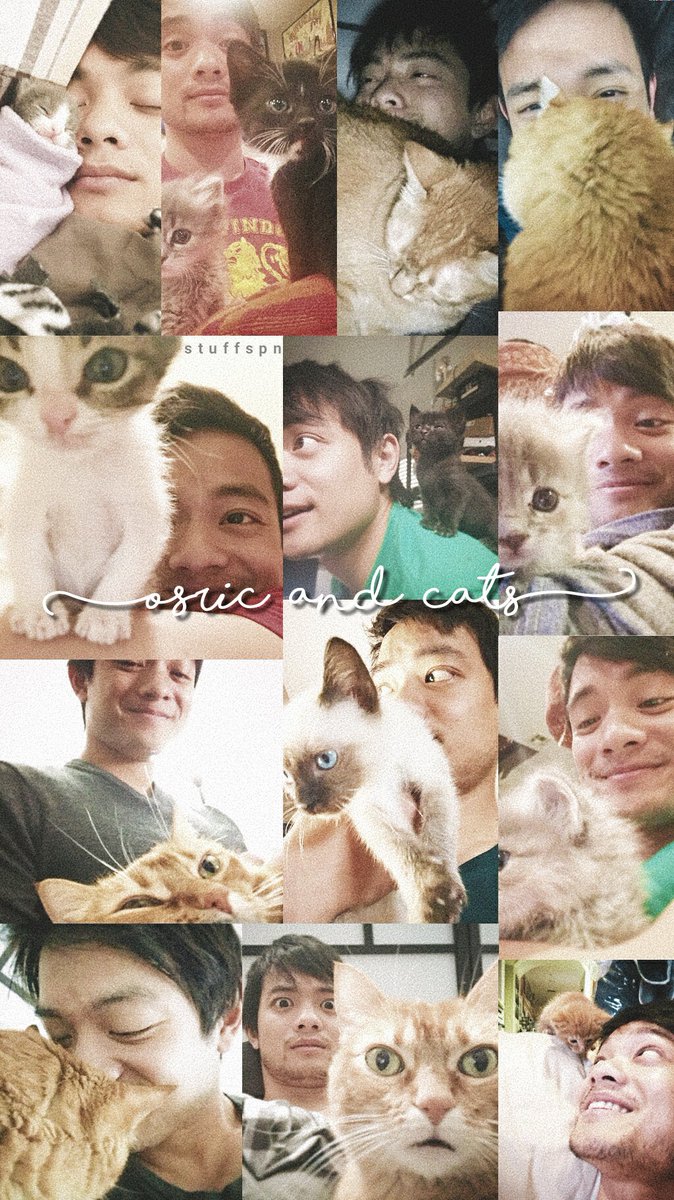 stuffspn's tweet photo. 🐈 lockscreen free osric &amp;
cats 🐈

• rt se salvar.
• fav se gostar.
• print se usar.

//Tami https://t.co/kajpB35gFt