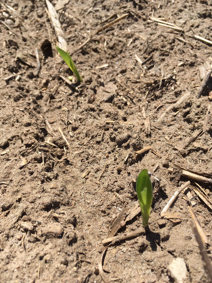 First corn planted May 6 in Innisfil. <a href="/DuPontPioneer/">Jess Graham</a> Just starting to poke up looking for some heat! #ontag #corn #pioneer #plant17