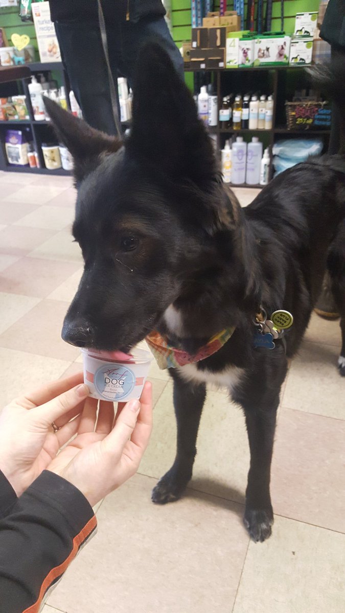 BarkBarkClub's tweet photo. Pur first free ice cream participant! #livelikeroo #arrfscarf #barkbarkclub https://t.co/TAzDm6lsyy
