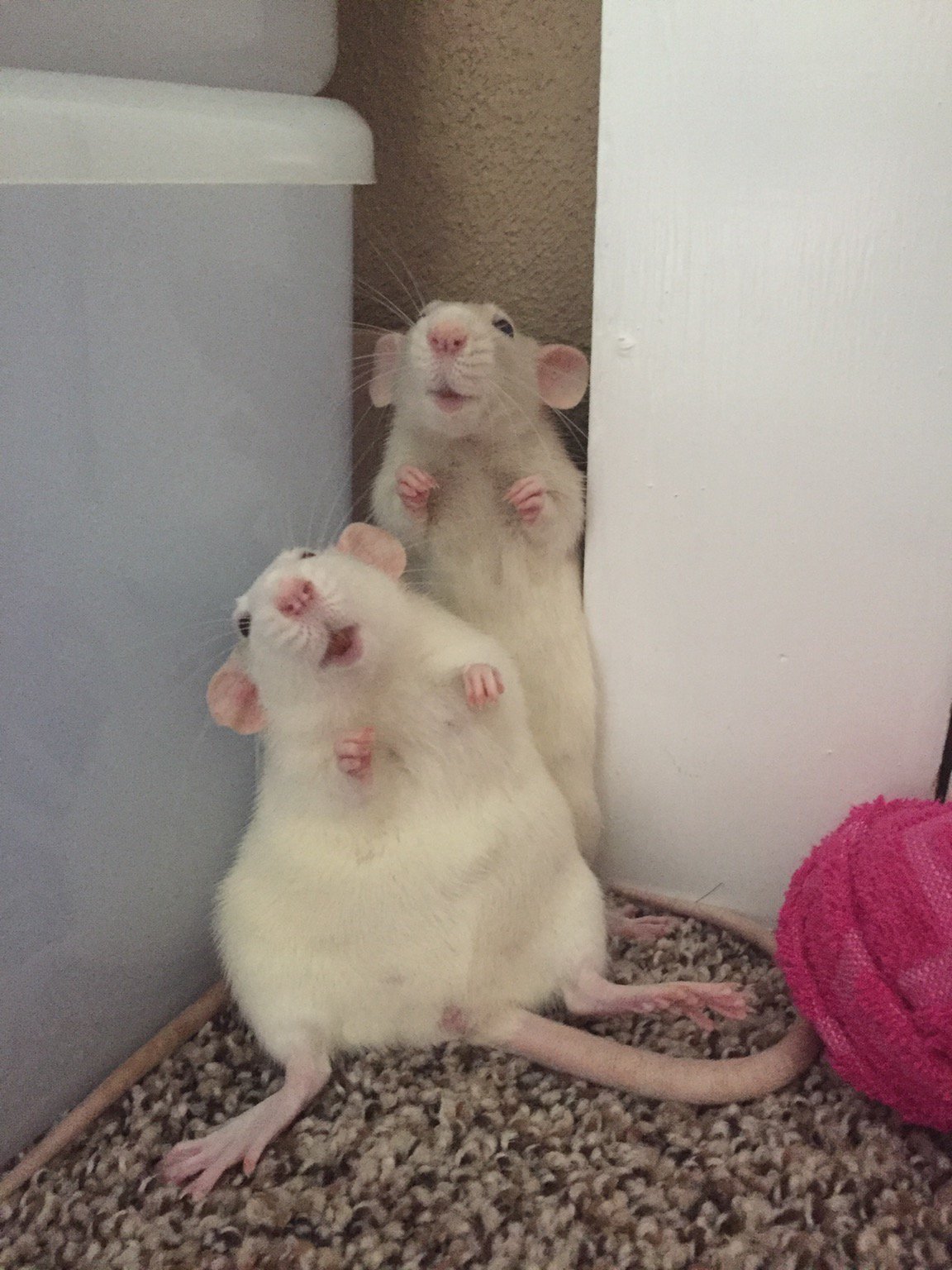 Rat Appreciation on Twitter: Rat Appreciation on Twitter: