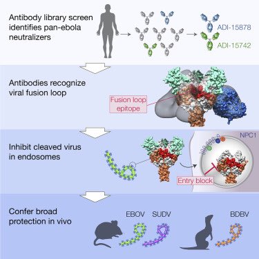 Fusion loop region of the Ebola virus glycoprotein a promising vaccine target 🎯 cell.com/cell/fulltext/…  &amp; cell.com/cell/fulltext/…