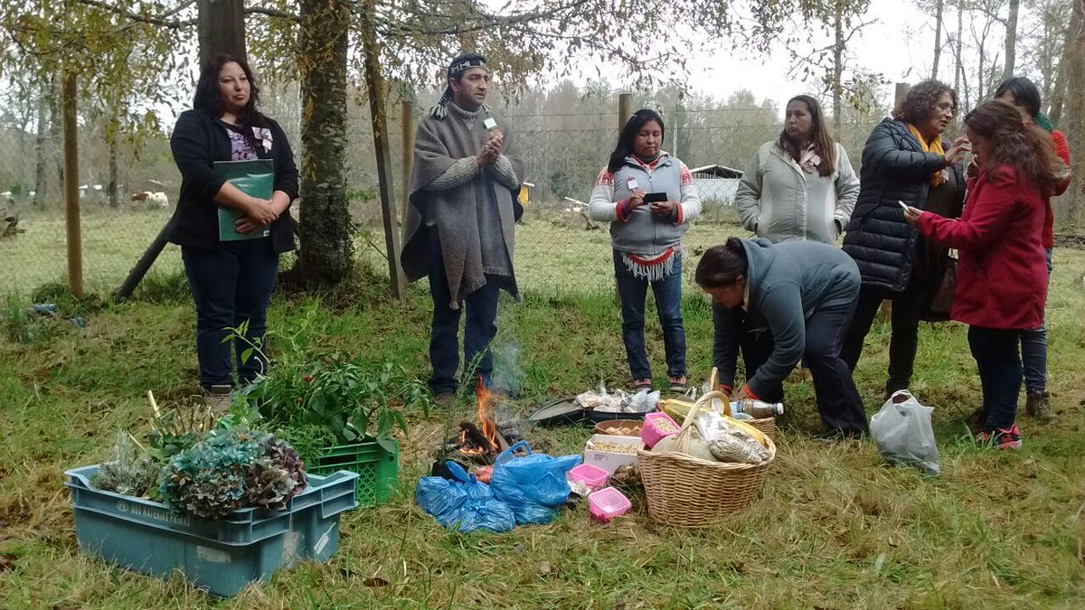 ProdemuV's tweet photo. #Trafkintu #CariCuiCui intercambio de semillas y saberes Convenio #IndapProdemu #ValdiviaCL #Panguipulli @PRODEMU @CONADI_Gob @INDAPLosRios https://t.co/BorUxtqVws