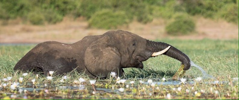 BrandBotswana's tweet photo. #PhotoOfTheDay of #Botswana on #Twitter posted by visitors. Thanks for sharing https://t.co/oC8YzADpoN