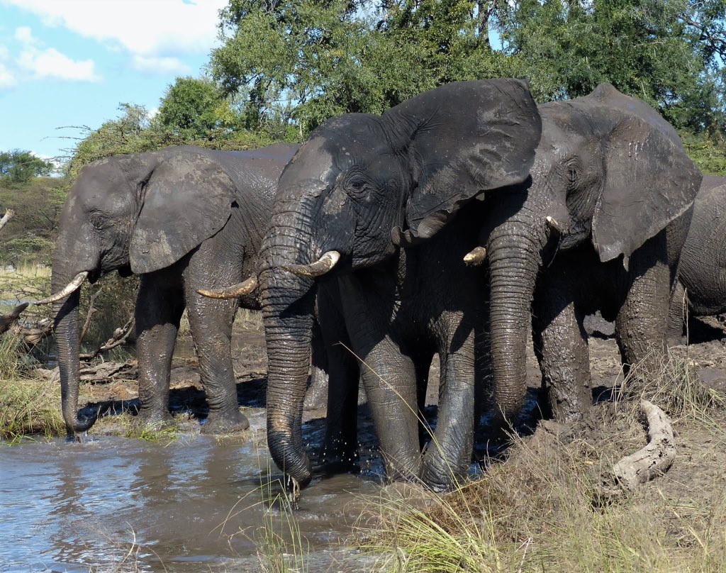 BrandBotswana's tweet photo. #PhotoOfTheDay of #Botswana on #Twitter posted by visitors. Thanks for sharing https://t.co/oC8YzADpoN