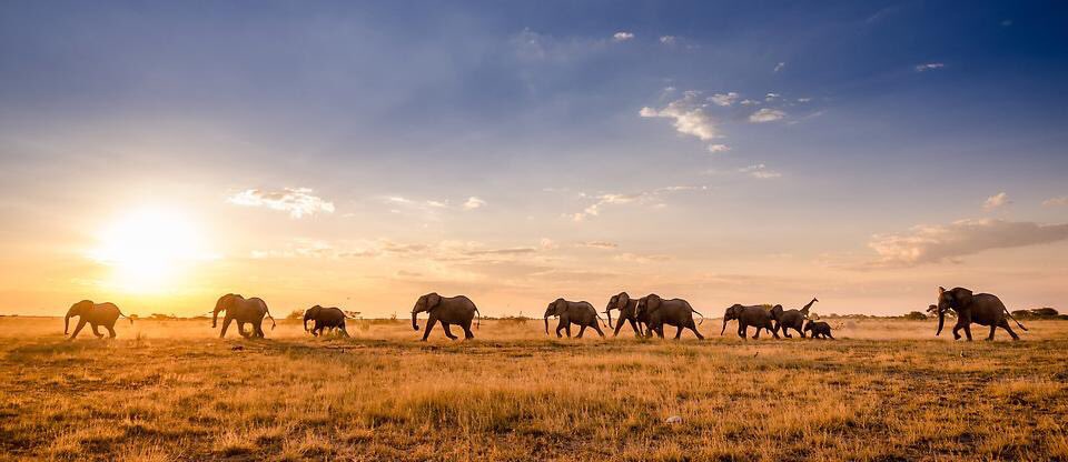 BrandBotswana's tweet photo. #PhotoOfTheDay of #Botswana on #Twitter posted by visitors. Thanks for sharing https://t.co/oC8YzADpoN