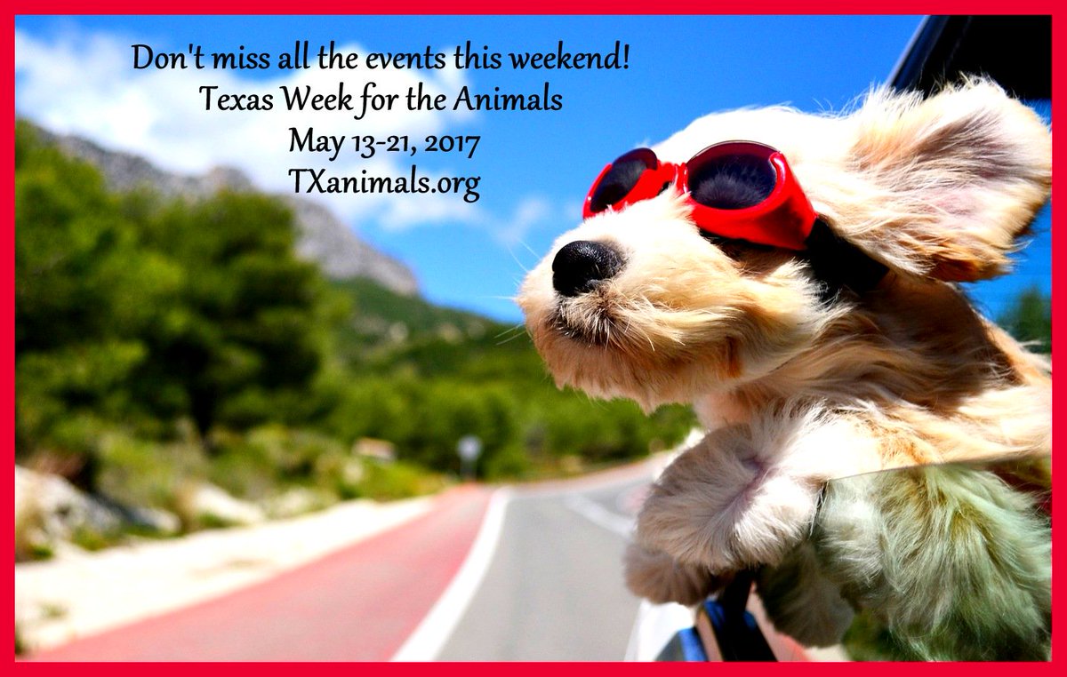 AnimalWorldUSA's tweet photo. #TXWeek spotlite! BarkHappy# #Houston: Barks N’ Brews @ #AxelradBeerGarden, #Shelterpets #Adoptions #YappyHour more! https://t.co/LJt2bJz4kZ https://t.co/TFxsXYeDw5