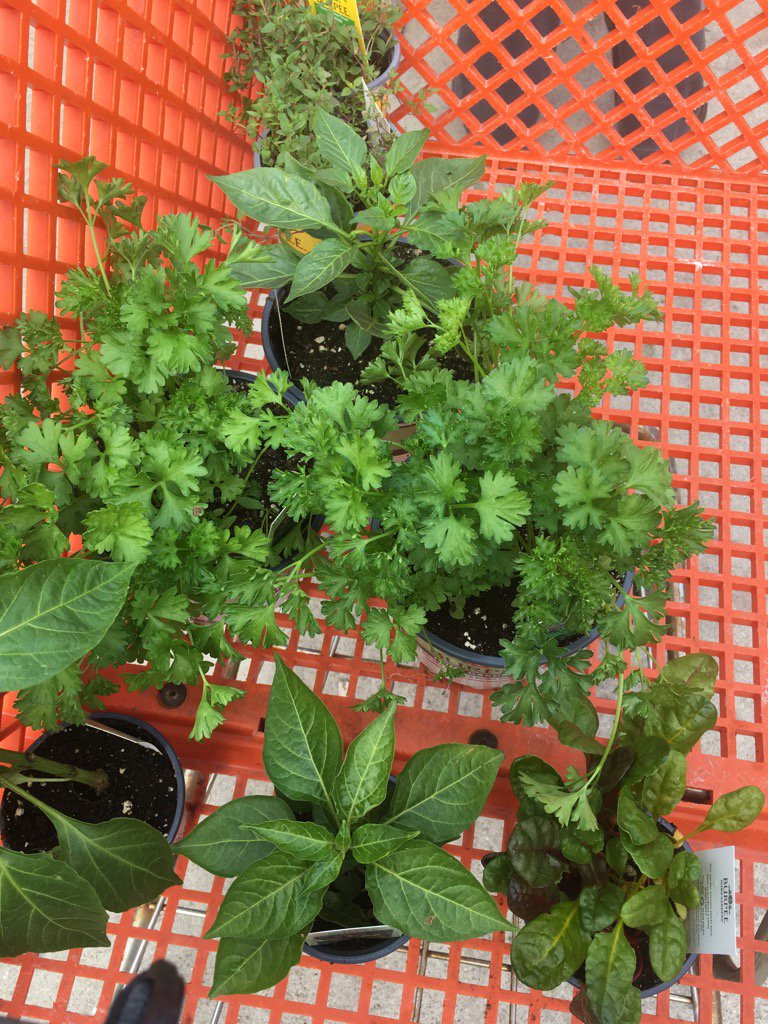 allfoodisfood's tweet photo. Getting ready for some #urban #agriculture in my new raised bed gardens. @urb_agri #homegarden ps rabbits stay away https://t.co/qAAVW30Vbr