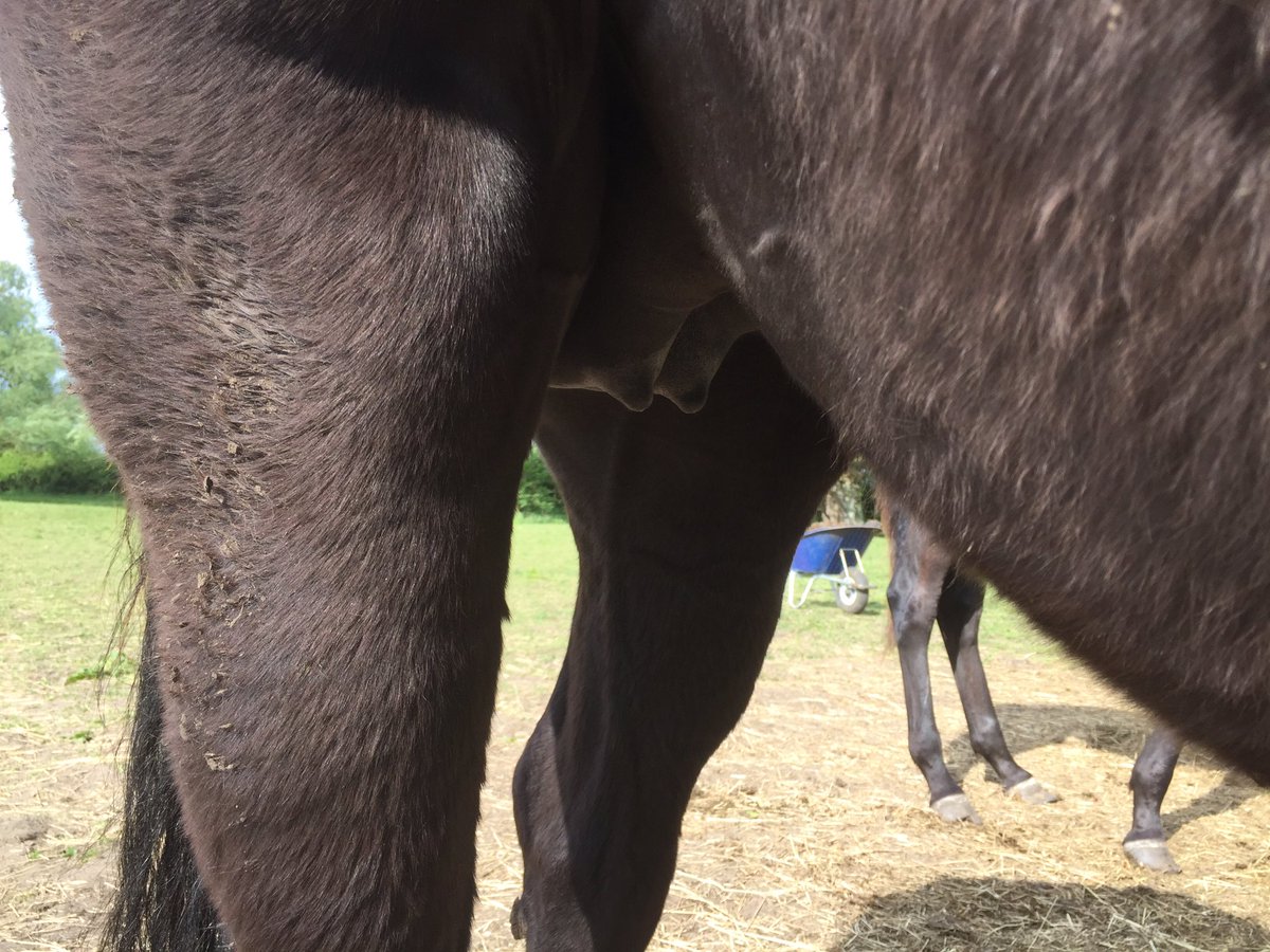 sarahfkcampbel1's tweet photo. Actually it was only 10 days! #weekearly #sundaysuprise #dressagedics #mastermerlin #holmeparkheavenly https://t.co/olNCnFKWUK
