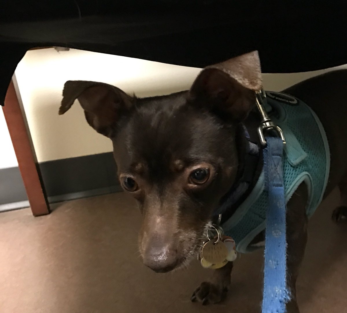 Atlas_Chiweenie's tweet image. Maybe if I hide under this chair the vet won't see me. #dontstickthatinmybutt #needmoretreats